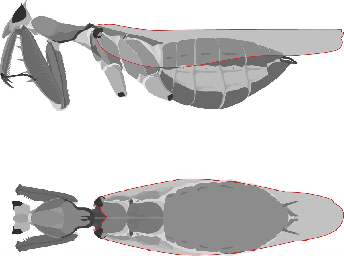 CicadaFun's tweet photo. Hymenoptus coronatus study and 3D model https://t.co/7banLSEq38