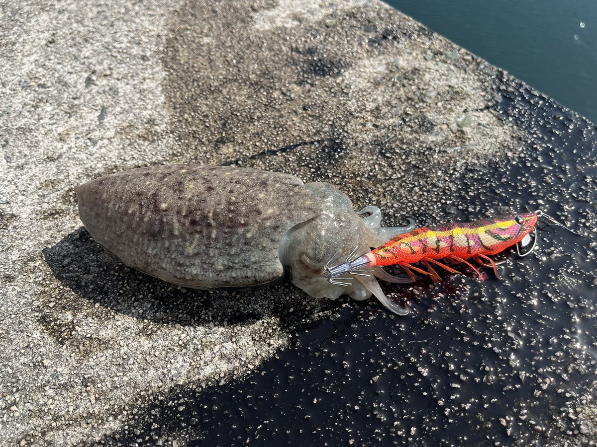 hima_tsuri's tweet photo. コウイカ狙いでコウイカ釣れるのは嬉しい🦑 https://t.co/3VZQH2tJeZ