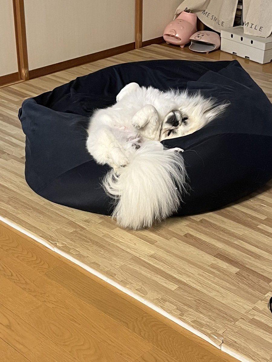 gammo_pombro's tweet photo. @poco20220603 毎晩ご飯前のばぶばぶと
すやすやしている実家の🐶さんをどうぞ🤗 https://t.co/cvWm6QgBXI