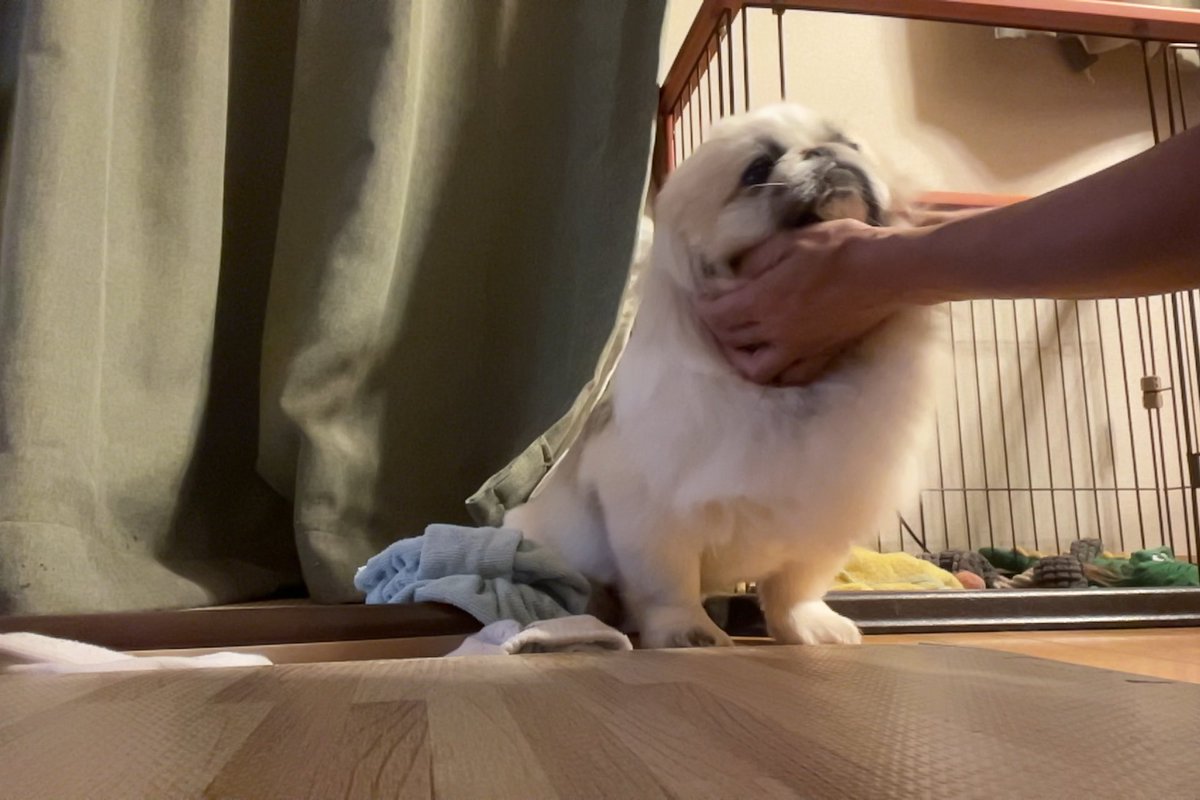 gammo_pombro's tweet photo. @poco20220603 毎晩ご飯前のばぶばぶと
すやすやしている実家の🐶さんをどうぞ🤗 https://t.co/cvWm6QgBXI