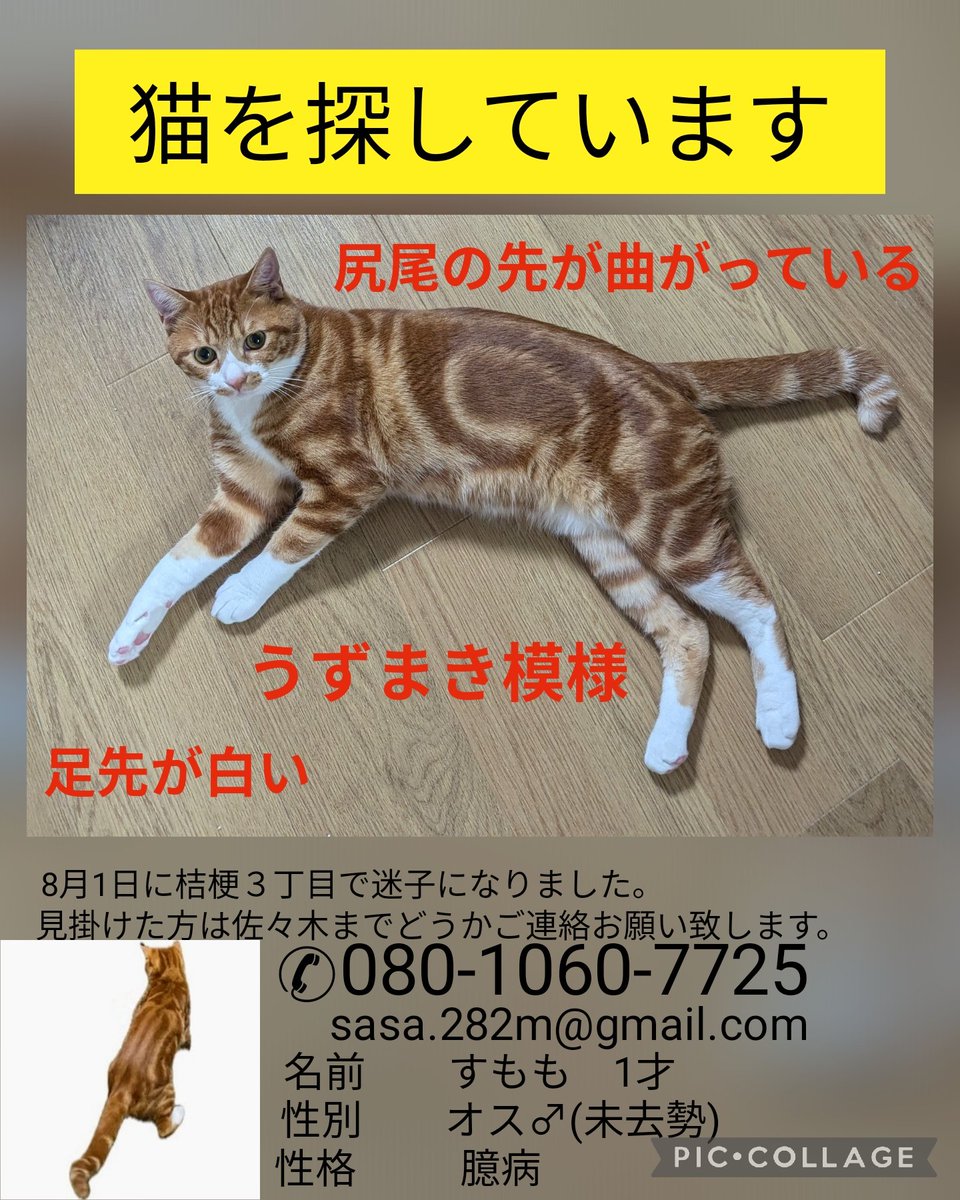 青いポストさんに配布依頼をしポスティング範囲広げました。昨日メールにて目撃情報をいただきました。すももに似た猫が石川町のサツドラ方面から石川郵便局前の道路を横断していたそうです。写真や動画があると助かります。お時間がございましたらよろしくお願い致します。
#迷い猫
#函館
#すもも