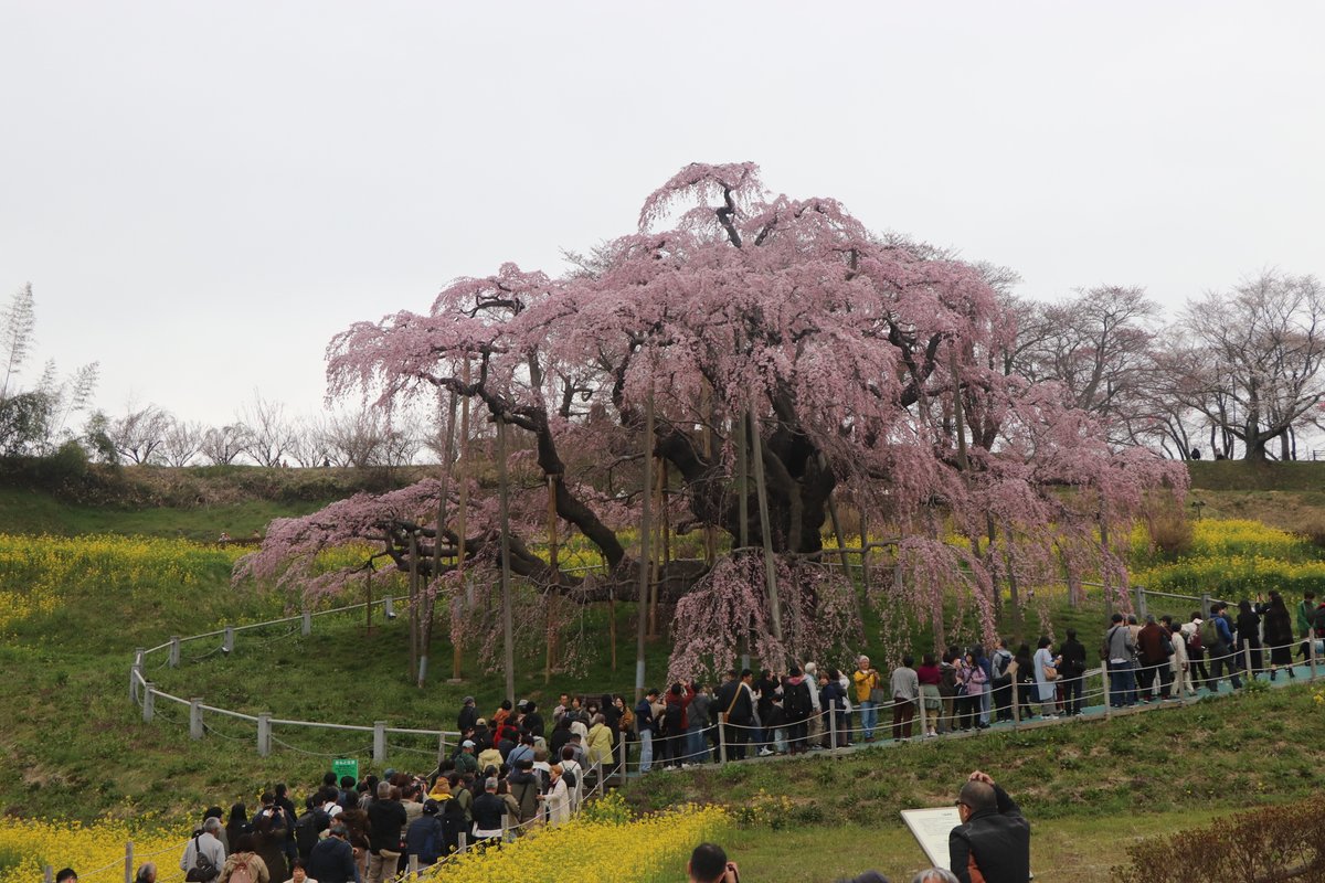 miharu_kankou's tweet photo. 🌸三春滝桜🌸   4月12日（土）9：30頃　くもり📷   　 　 　　　　　　　　　　
　　満開

#三春滝桜 #桜 #三春 https://t.co/B1mWdDLWFO