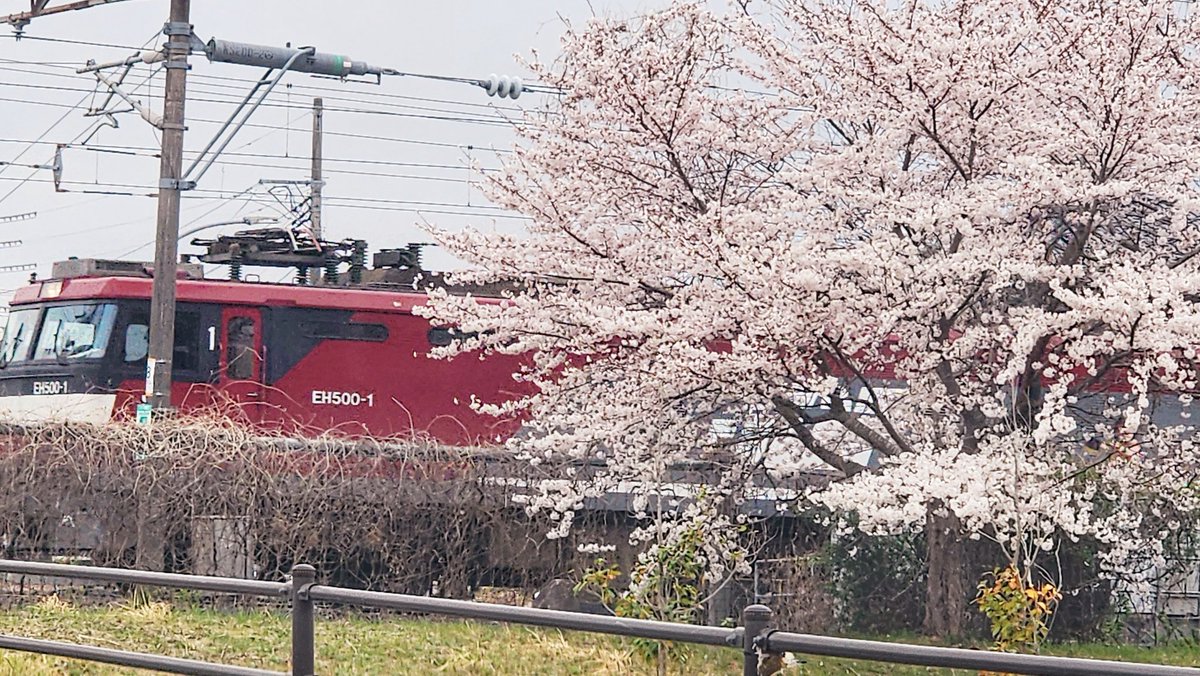 はむはむ❤︎桜 即購入OK!! はむはむ❤︎桜 即購入OK!!様 リクエスト 4点 まとめ商品