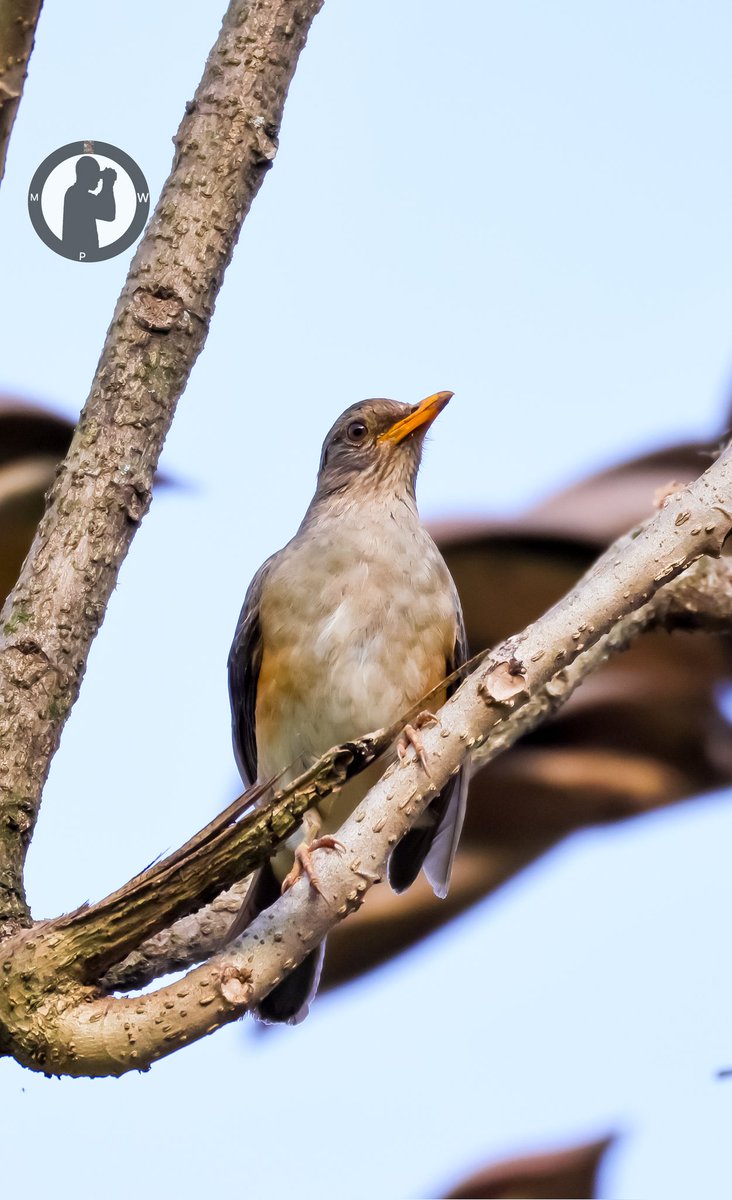 MartoWanjohi2's tweet photo. African Thrush - Turdus pelios
Kakamega Forest,Western Kenya.
#martowanjohiphotography
#birdwatchingwithmartowanjohi
#birdwatching254
#BirdsSeenIn2025
#birdscult
#BirdWatchingDaily
#TwitterNatureCommunity
#canonr5
#canonphotography
#birdbuddy
#ebirding
#bdasafaris https://t.co/42yiIZA4Hk