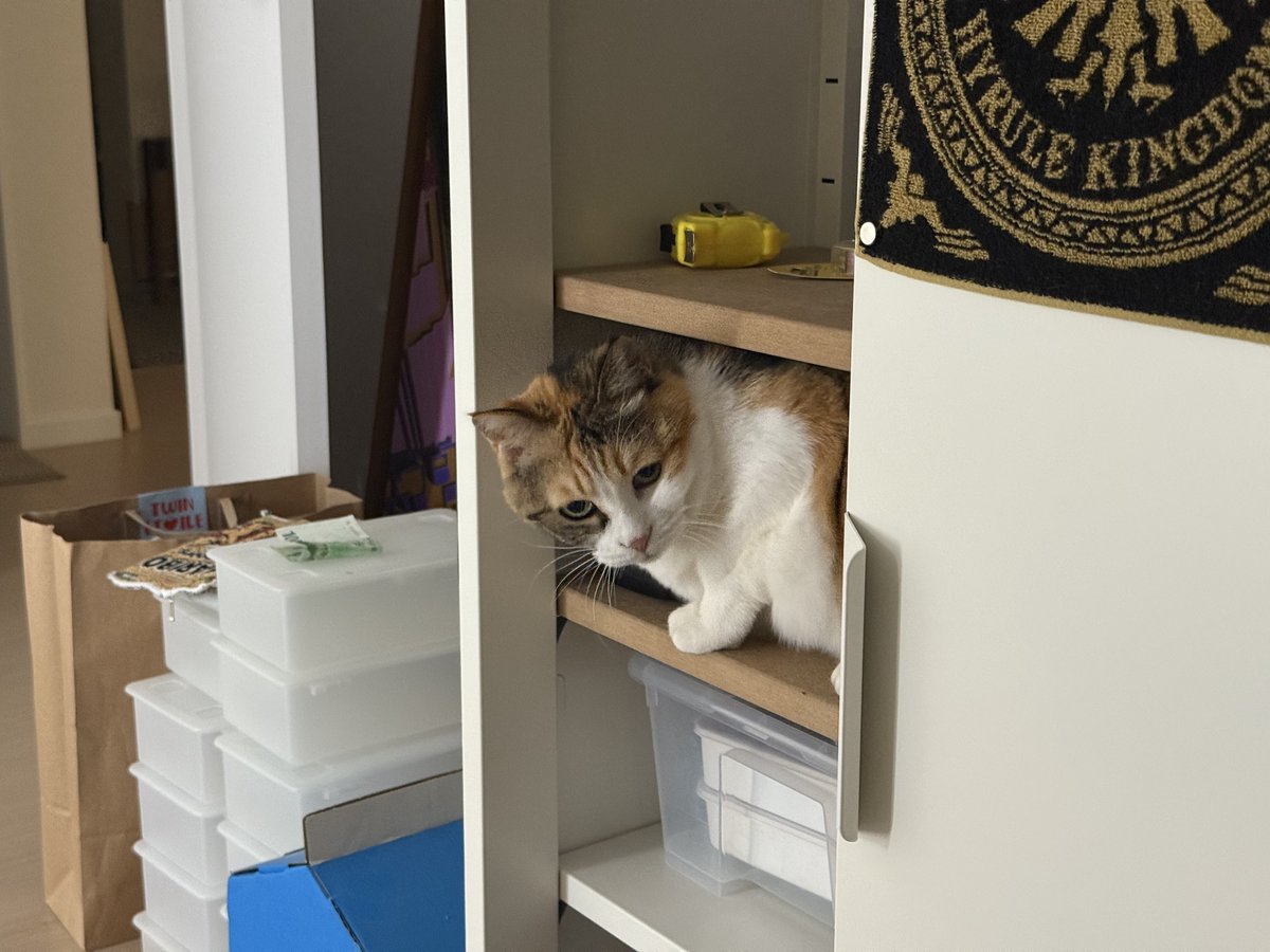 zingzing_cat's tweet photo. 새 공간은 꼭 체험해봐야 하는 고양이 https://t.co/kHW5W4xiax