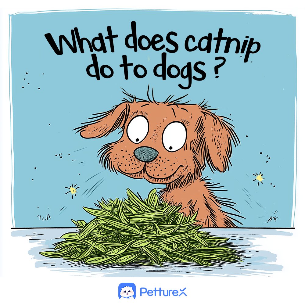 amyalice94's tweet photo. Think catnip will turn your dog into a party animal like Fluffy the cat?  🌿🐶 
Catnip usually has a calming effect on dogs (if any effect at all!). 😴 It's non-toxic, but huge amounts = possible tummy ache, so moderation is key! 👍 #DogBehavior #PetSafety #Catnip #DogFacts https://t.co/qEVumgbyhe
