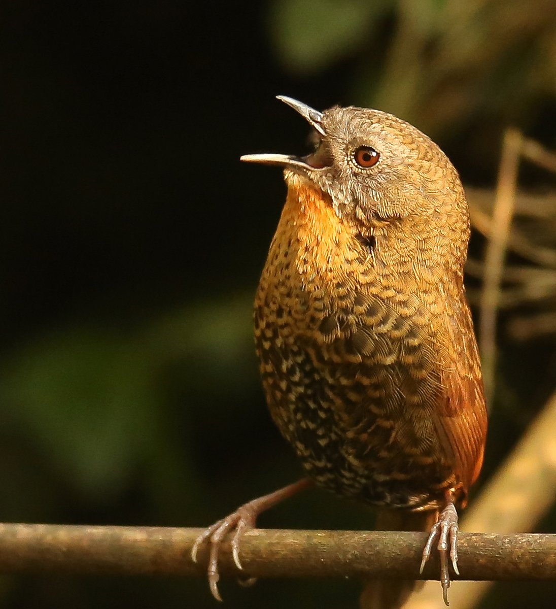 Rufous Throated Wren Babbler
An unexpected Lifer, and the highlight of the trip.

You know it's special when your local guide is more excited than you are, and tells you he hasn't seen this bird in ages

Worth the 3 hours of Insect bites I guess

#IndiAves #BirdsSeenIn2025 #India