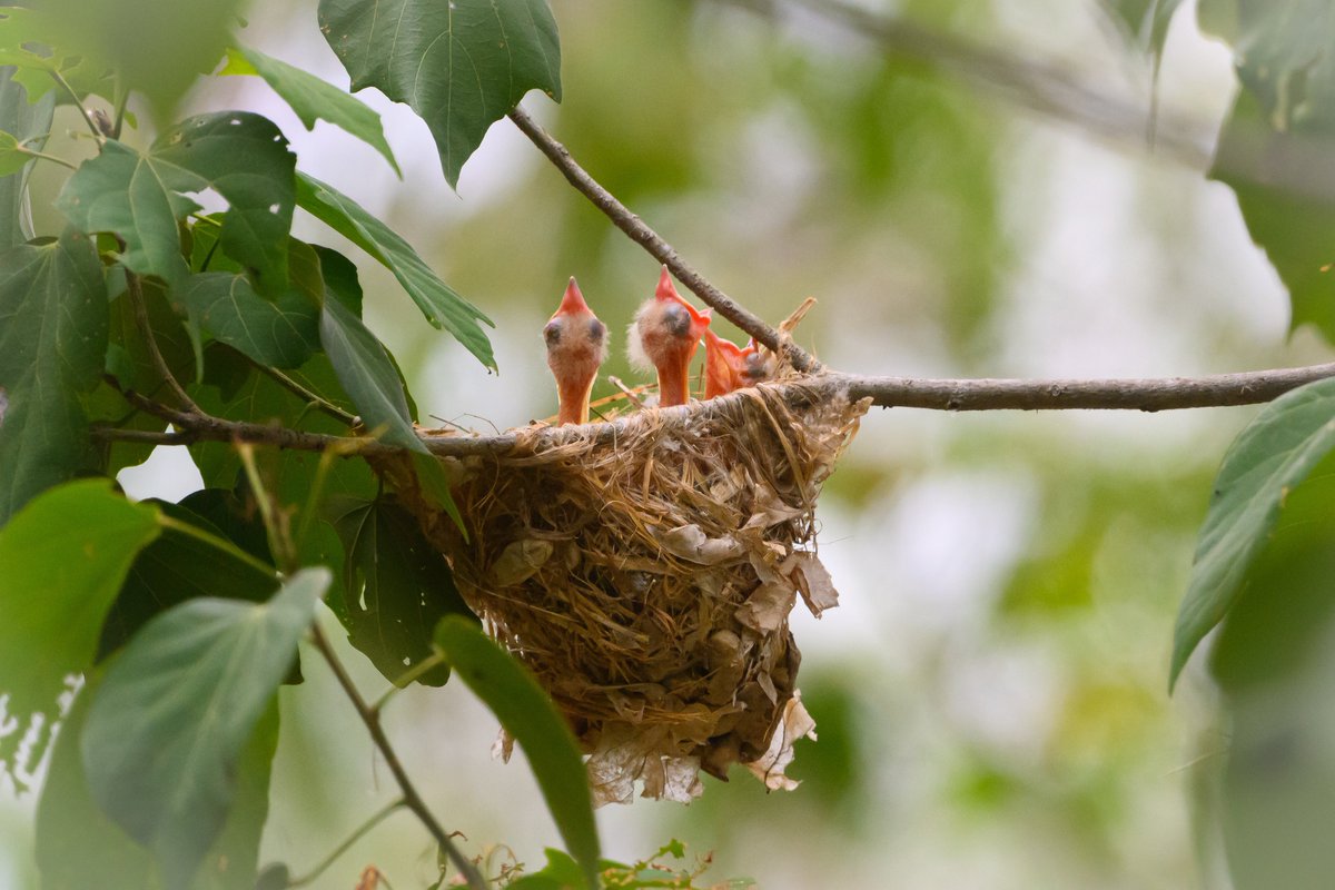 natureverseth's tweet photo. In the forests of Kaeng Krachan, Thailand, a pair of beautiful Black-hooded Oriole builds their nest and raised 3 little ones
#birdwatching #birdphotography #natureinthailand #NatureverseThailand https://t.co/s4e2SsZGr0