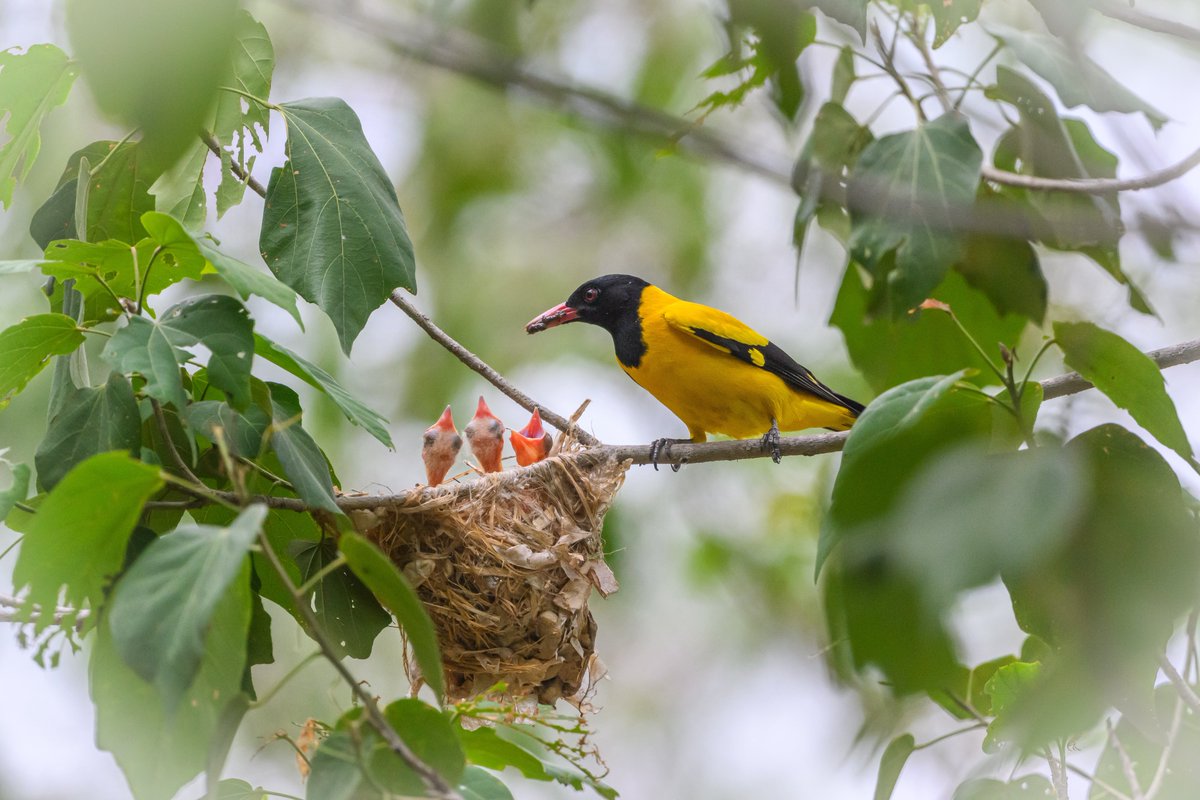 natureverseth's tweet photo. In the forests of Kaeng Krachan, Thailand, a pair of beautiful Black-hooded Oriole builds their nest and raised 3 little ones
#birdwatching #birdphotography #natureinthailand #NatureverseThailand https://t.co/s4e2SsZGr0