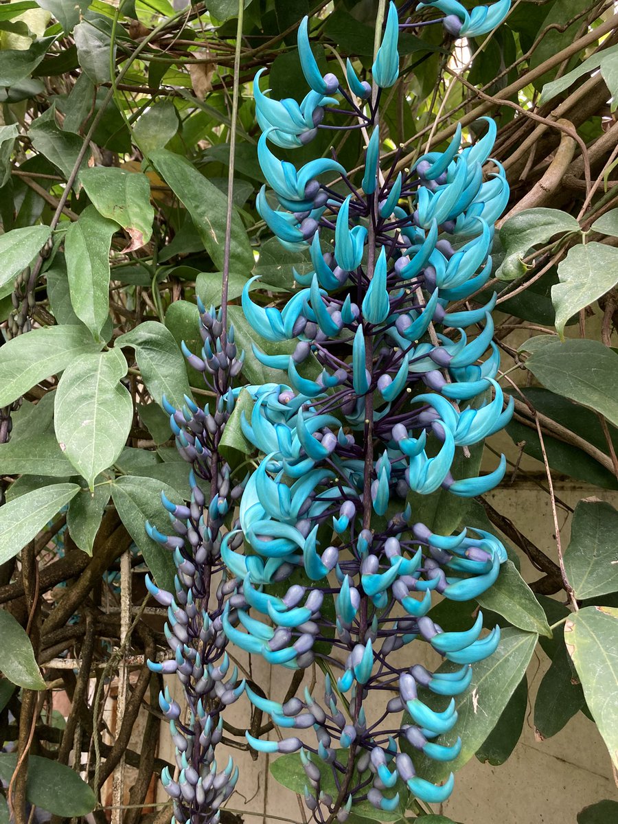 念願のヒスイカズラを見ることが出来て
ご機嫌です。