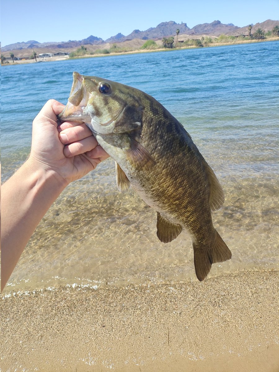 freddonnel's tweet photo. This huge fish I caught today. with my similarly huge hand for scale https://t.co/kVyjvpE8QM