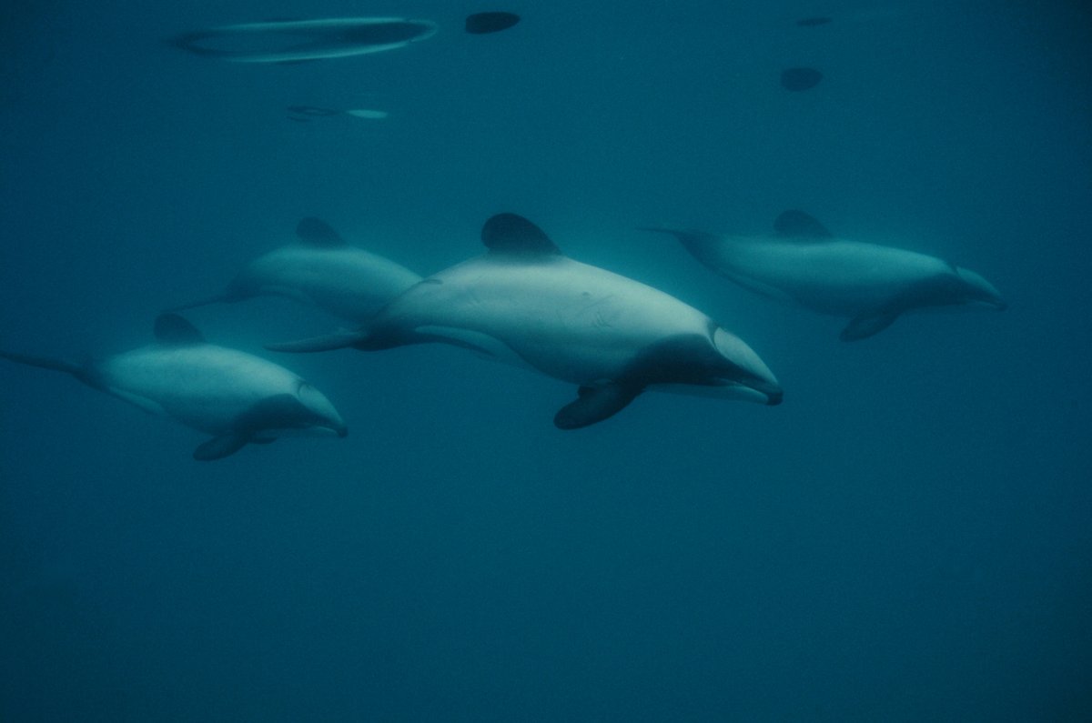 In 2022, over 190 countries committed to protecting 30% of their lands and oceans by 2030 #30x30

📍New Zealand Coastal Waters
📸 provided by Hope Spot Champions: Dr. Barbara Maas, NABU International Conservation Foundation &amp; Dr. Elisabeth Slooten, University of Otago