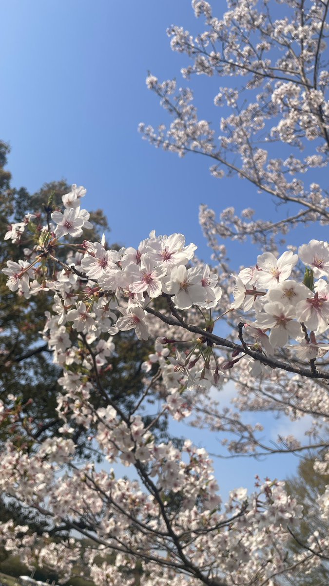 ______liZM's tweet photo. 綺麗で儚くてかわいい https://t.co/ptgPYGf1E1