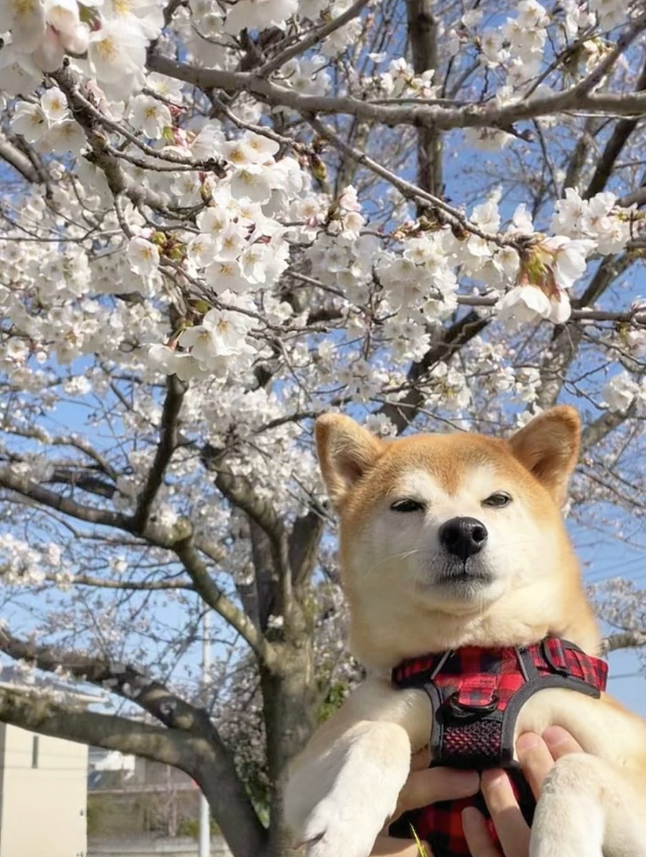 場所にはうるさい柴犬…

大好きな公園←          →普通に家の前