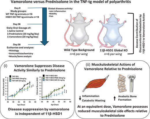 Can we have the benefits of steroids without their notorious side effects?

Vamorolone, a novel dissociated steroid, shows promise in TNF-α-driven arthritis mice:

— Equal anti-inflammatory power as prednisolone
— Resistant to 11β-HSD1 metabolism
— No adrenal atrophy, muscle