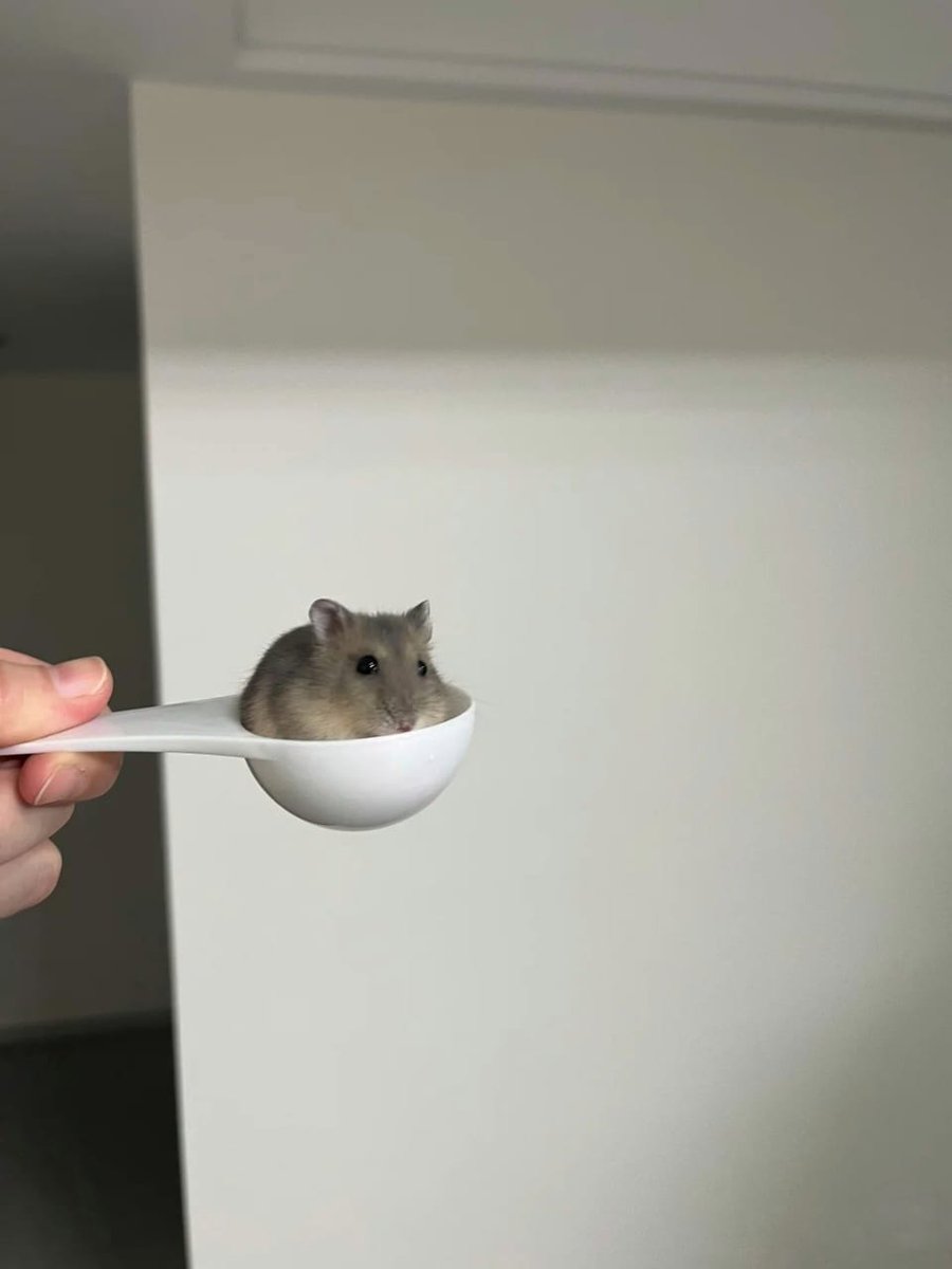 Tweets Of Hamster (@tweetsofhamster) on Twitter photo 