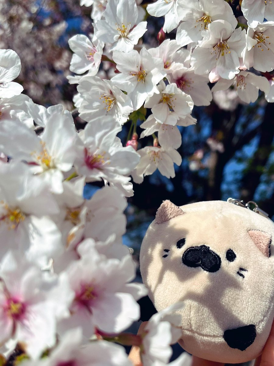 taro_goro56's tweet photo. 春2025🌸

#ごろねこサミット
#ぬいどり
#ぬい撮り https://t.co/Wg7iVAUflq