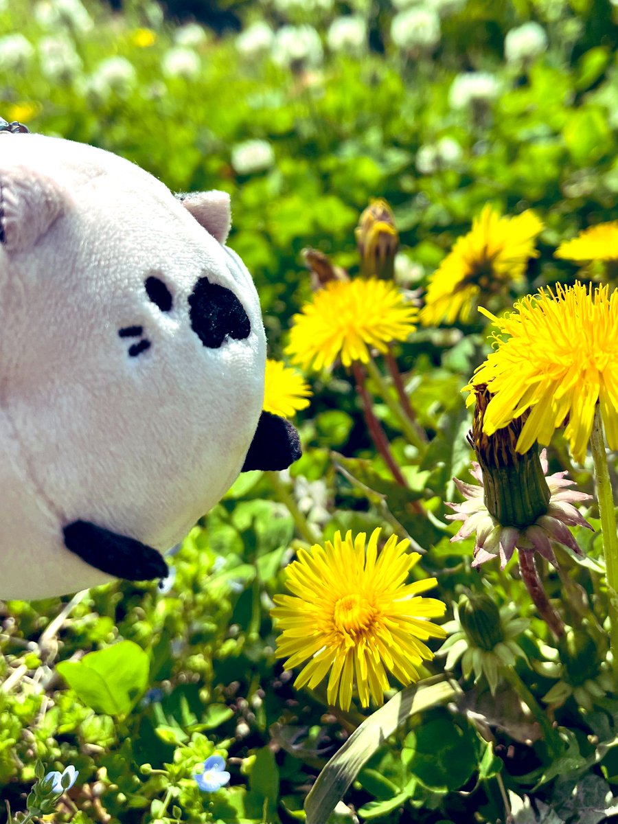 taro_goro56's tweet photo. 春2025🌸

#ごろねこサミット
#ぬいどり
#ぬい撮り https://t.co/Wg7iVAUflq