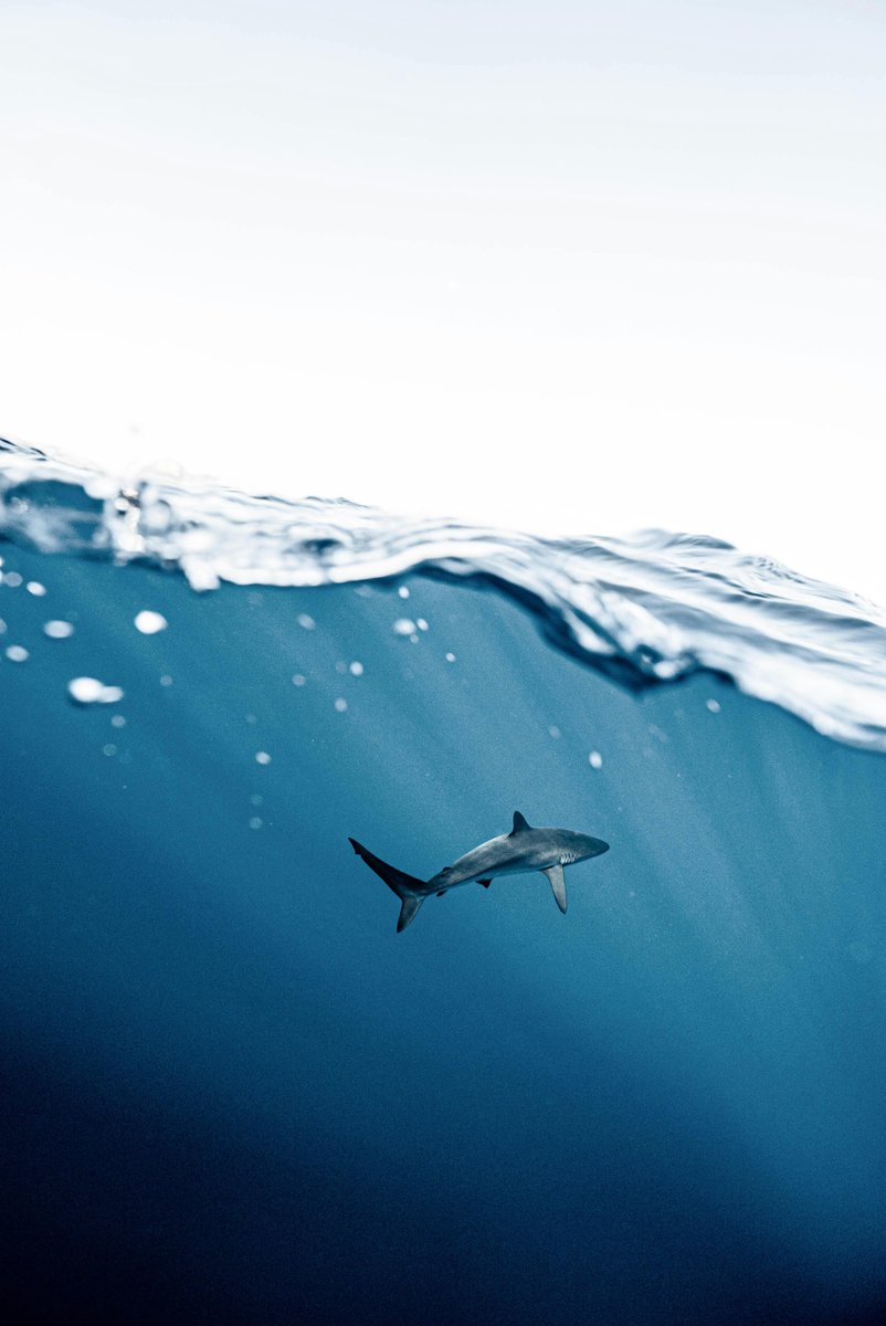 The ocean makes up over 70% of our planet and is home to a vast majority of the life on Earth. 
Let's protect these vital ecosystems today and every day 🌎
#EveryDayIsEarthDay #NoBlueNoGreen

📸 Elianne Dipp
