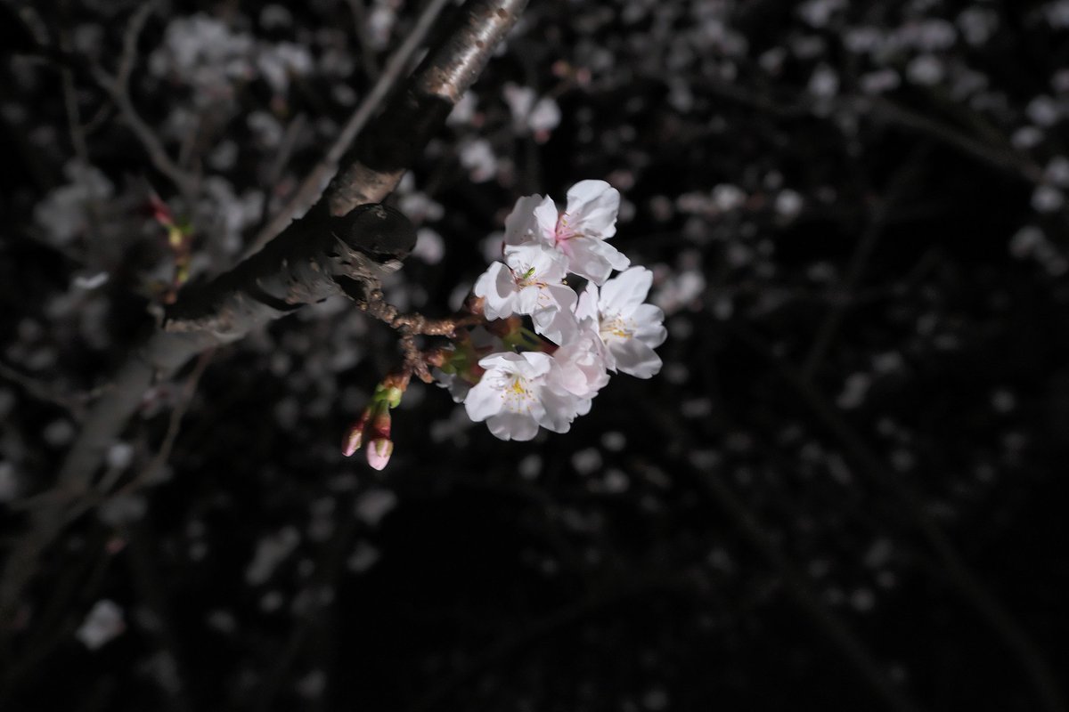 papawolf881's tweet image. 桜の撮影難しい…夜は尚更で大量に撮影しても使えそうなのは一握り
#a7iii