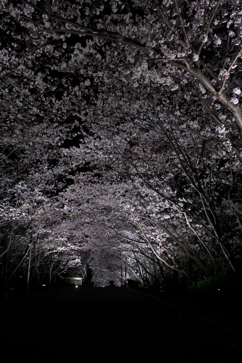 papawolf881's tweet image. 桜の撮影難しい…夜は尚更で大量に撮影しても使えそうなのは一握り
#a7iii