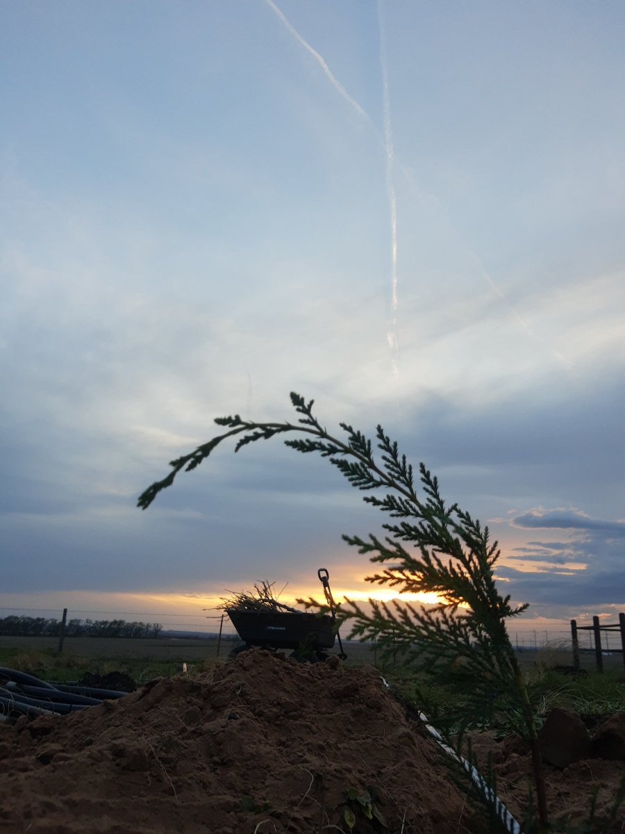 OffGridDestiny's tweet photo. #Cypress #sunset with #chemtails marking #deathfromabove with the #X. #countrylife #rural #flyoverstate #nature #gorillacart #manuallabor #NoFilter https://t.co/pNUUBCVDvw