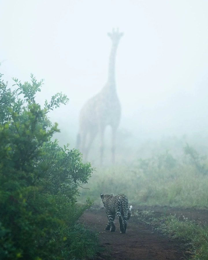 The Real Size of Animals🤯 

This Thread may be terrifying for some🧵