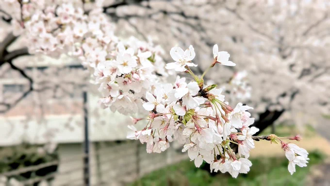 桜! 