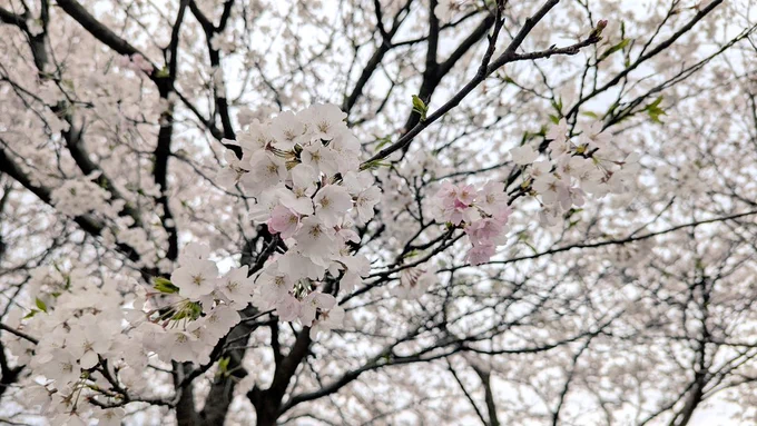 桜! 