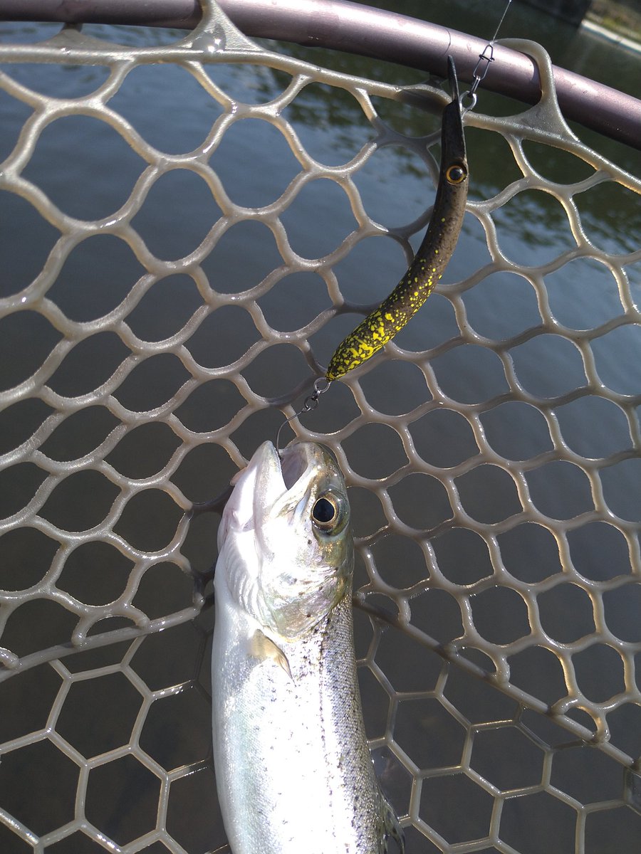 GhostofKinkasan's tweet photo. 【今日のキング】
ぽかぽか陽気で花粉も少なく快適に…
↓詳細はリプライへ
#アチック
#ATTIC
#うさくらS
#ARクランクMRC
#エリアトラウト
#APKF
#アングラーズパークキングフィッシャー
#PR https://t.co/ilqug3WOVy