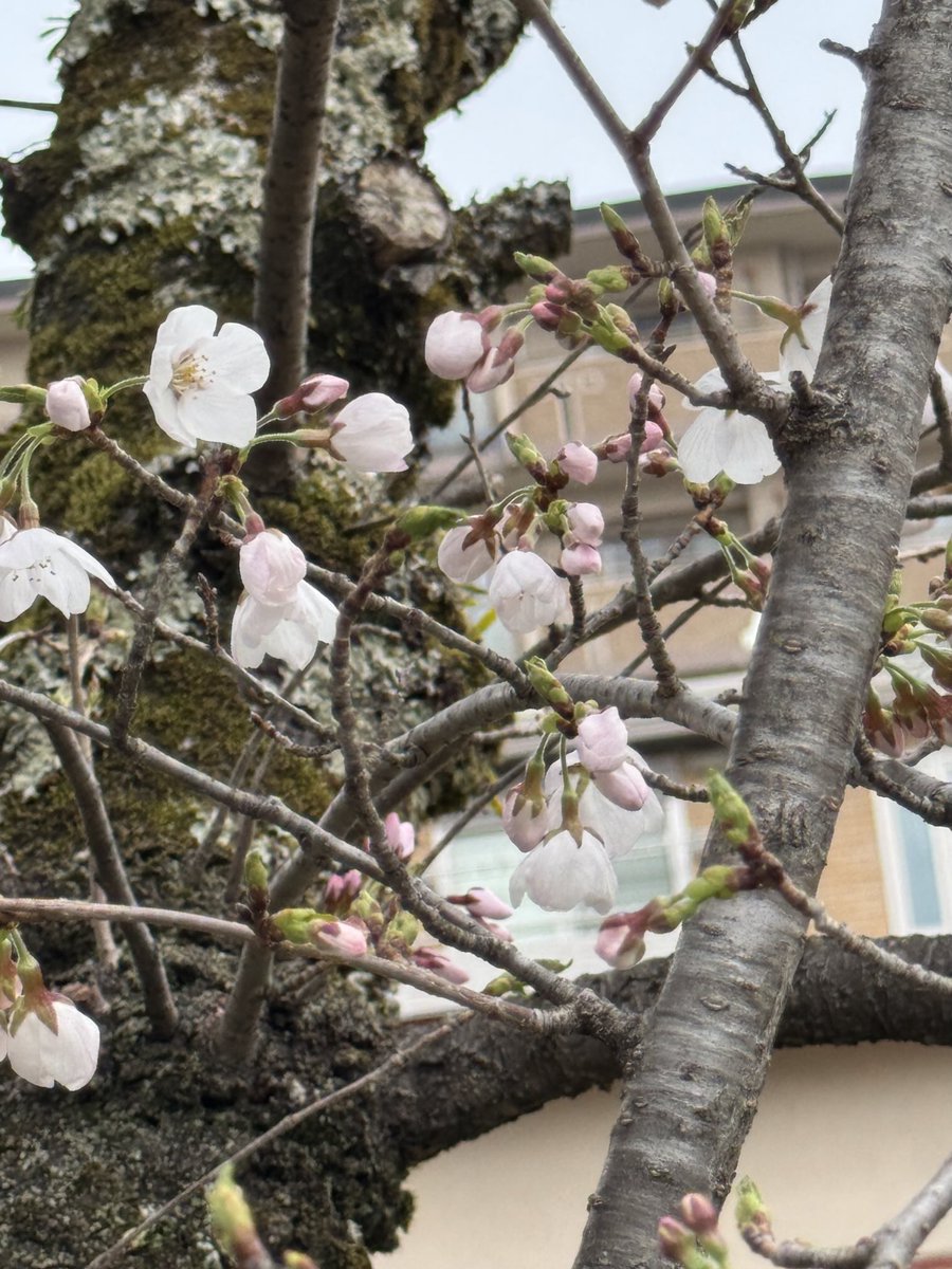 shimoset's tweet photo. #さくら
我が家の桜 https://t.co/eq2PCxOgZI
