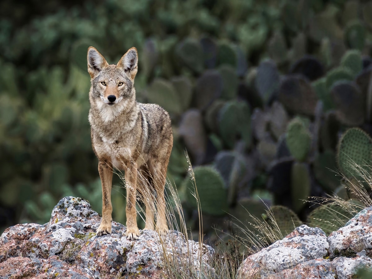 Un magnífico ejemplar de coyote en el bosque de #Oaxaca, de la