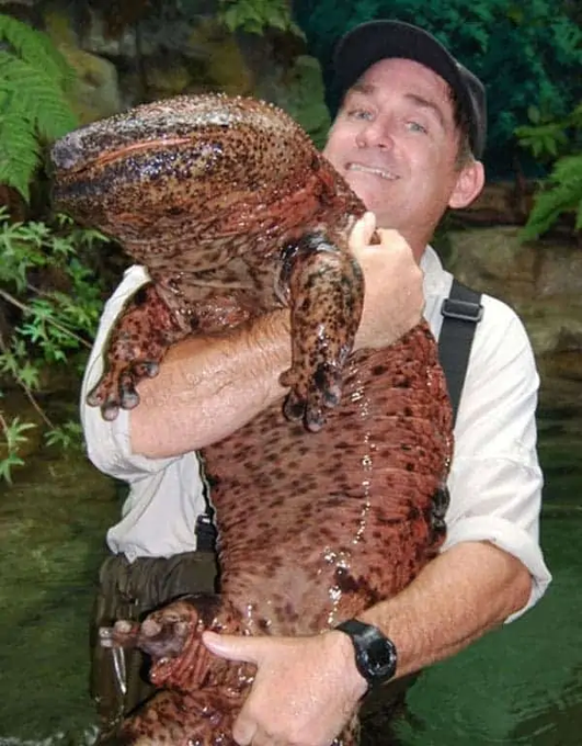 VertigoWarrior's tweet photo. 12. Chinese Giant Salamander is huge https://t.co/E1v7Ue3HlH