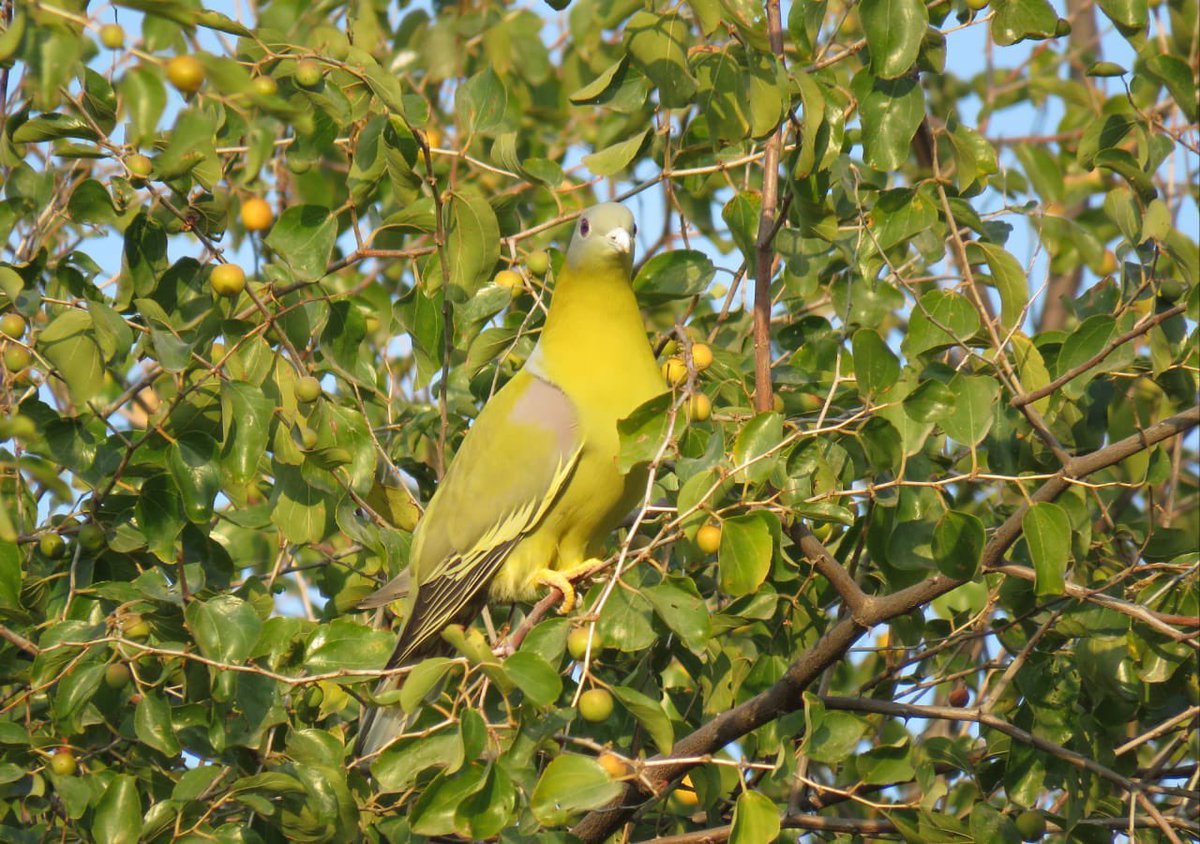 Raas Hotels tweet media