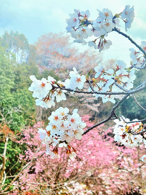 ちょっと前の桜メモリーズ今はもう葉桜だったり葉だったりちょっと歩くだけで汗ばんだり#毎日春ウォーキング 
