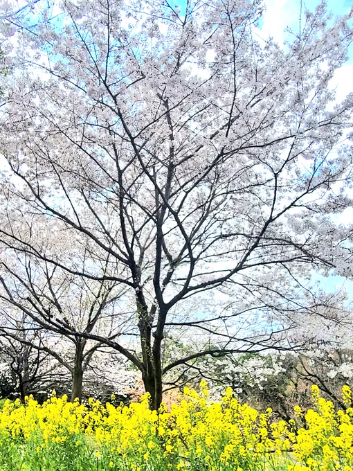 ちょっと前の桜メモリーズ今はもう葉桜だったり葉だったりちょっと歩くだけで汗ばんだり#毎日春ウォーキング 
