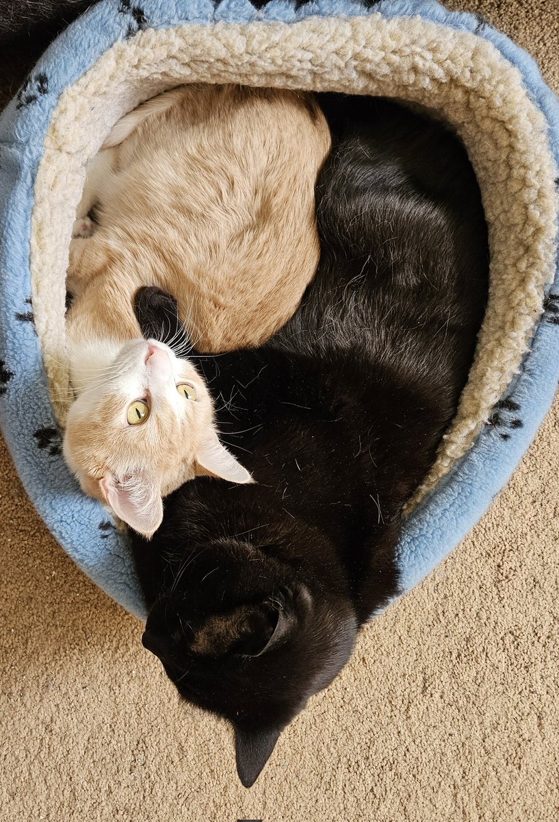 KDubzAz's tweet photo. @StevenTDennis Here are a couple of cats.

Hope you're feeling better soon. https://t.co/ZL0FfI0G1O
