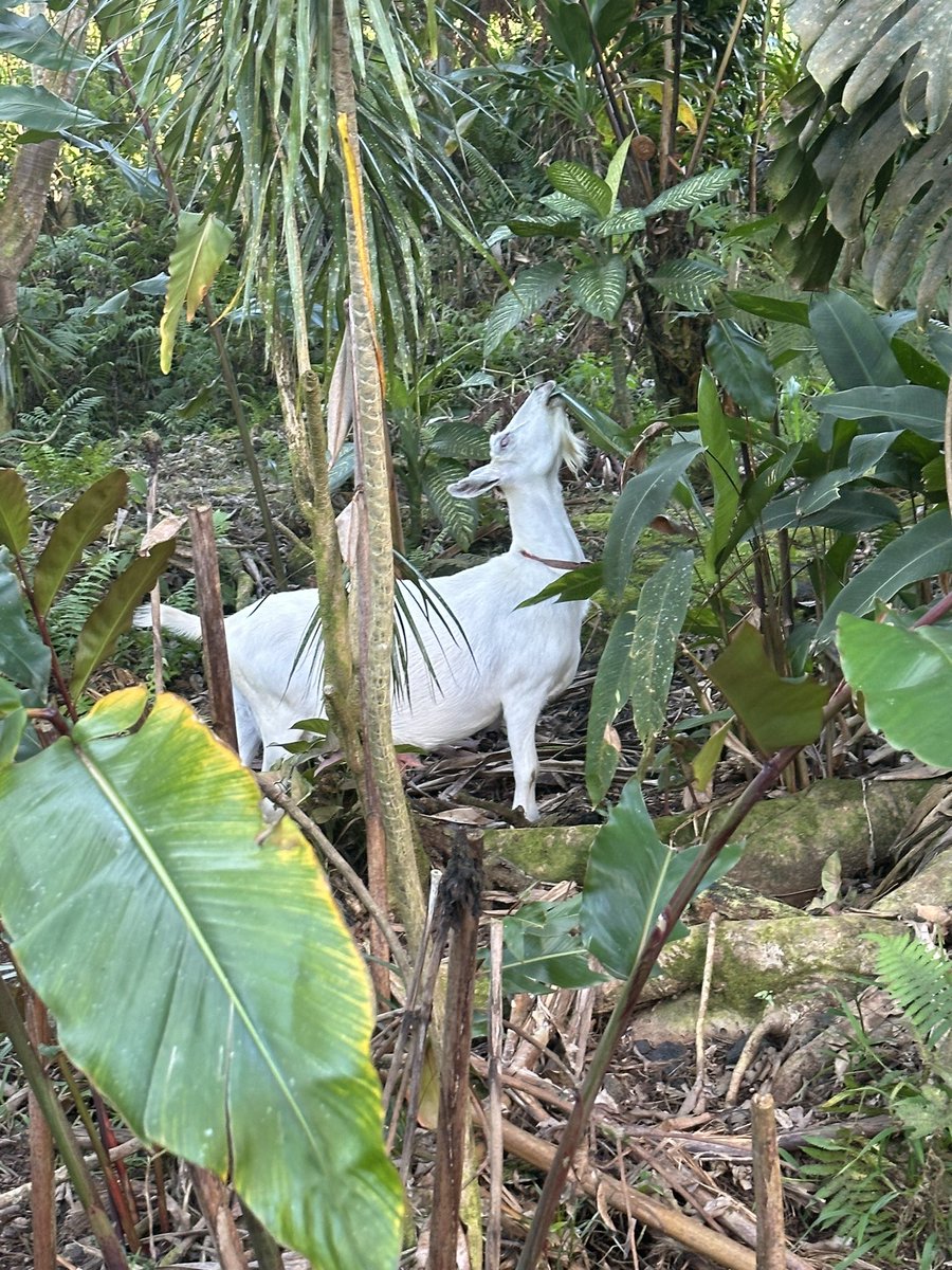 JW_writer's tweet photo. Pregnant goat on the loose! #animals https://t.co/q5XVXagQXu