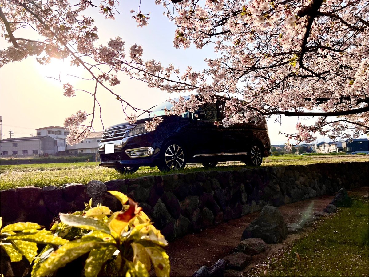 180_bb's tweet photo. 車も撮りました🌸📸

#桜スポット
#桜 https://t.co/WztdFxWFJv