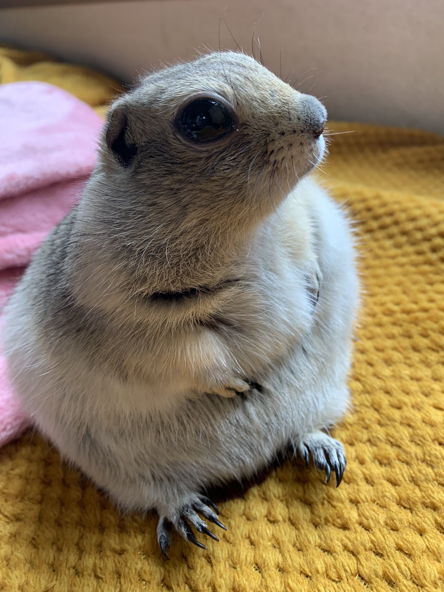 リチャードソンジリスの飼い方】コミカルな日常を見守るための