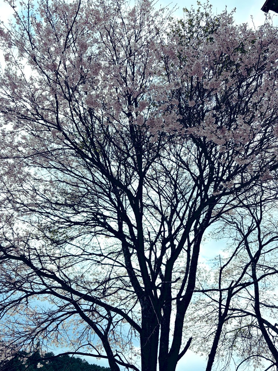 Mio32338284's tweet photo. 自宅で花見～🌸！

今年は焼き鳥🐓🐓
串刺すの難かった𓌉𓇋 🤍  ̖́-
. https://t.co/JB5tU0ohQi