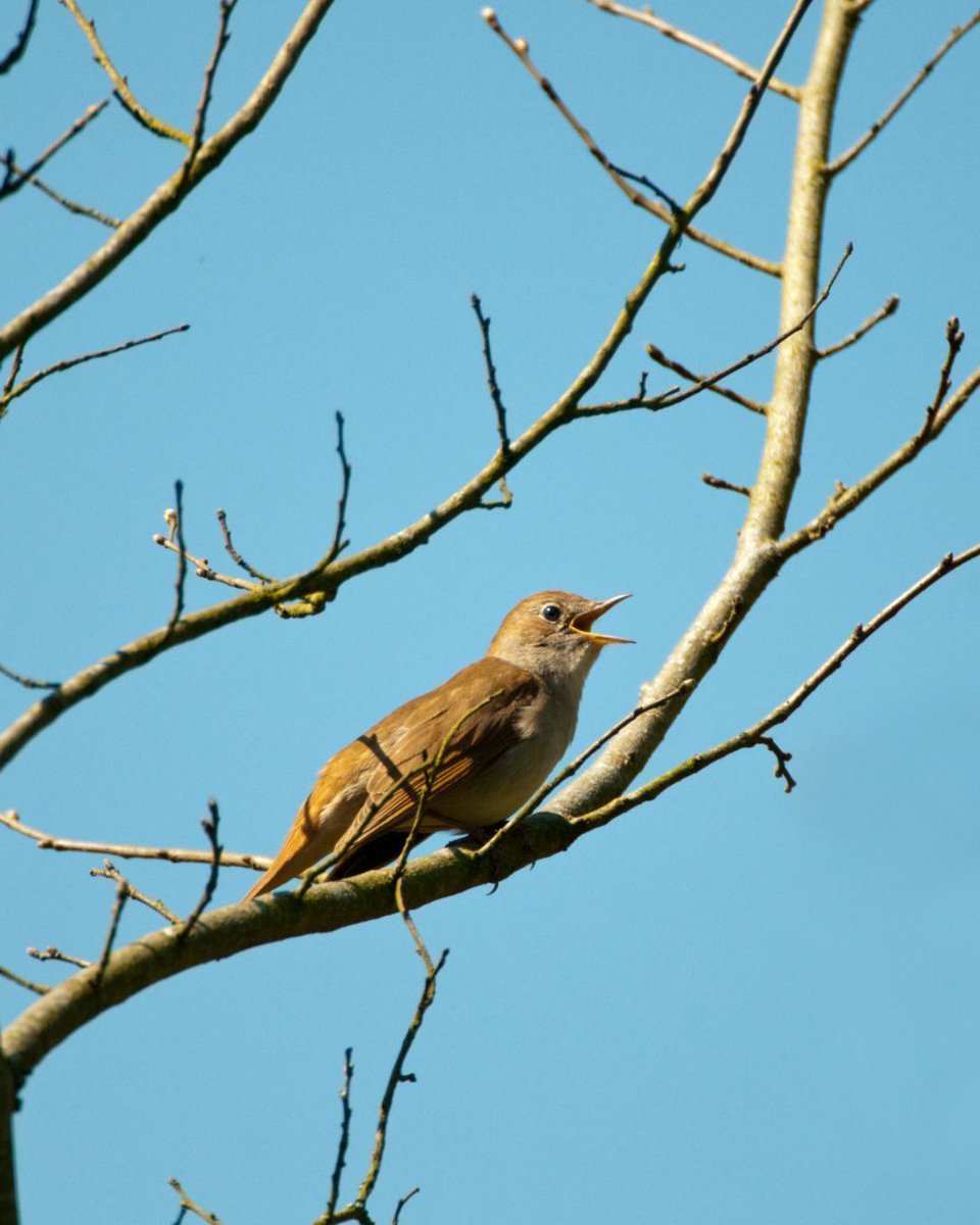 A nightingale sits on a branch with its beak open ready to sing its song