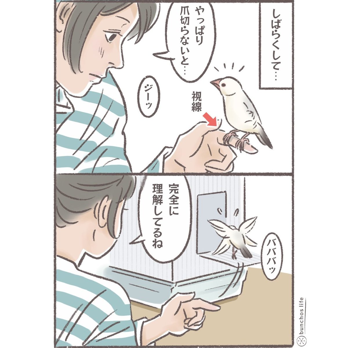 視線と「爪切り」という単語でなんとなく伝わる
#文鳥 
#4コマ漫画 