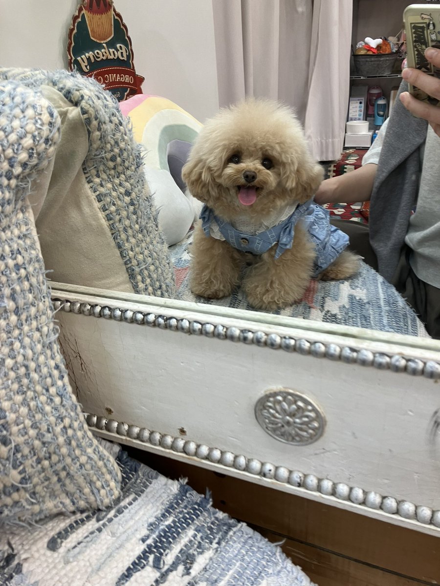 asknowasdewan's tweet photo. 🏄🌴新作受注会開催中🌴🦩

ぺあちゃん♡
撮影お疲れ様でした！
またお待ちしております🍋

#asknowasdewan
#snobbishbabies駒沢 https://t.co/KKQO223zwf