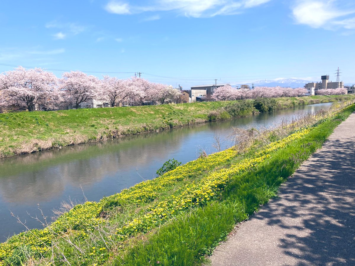 mlhnnnnnn's tweet photo. 今年は近所の川で桜見ながらお散歩❣️ https://t.co/G51lHWHnwo