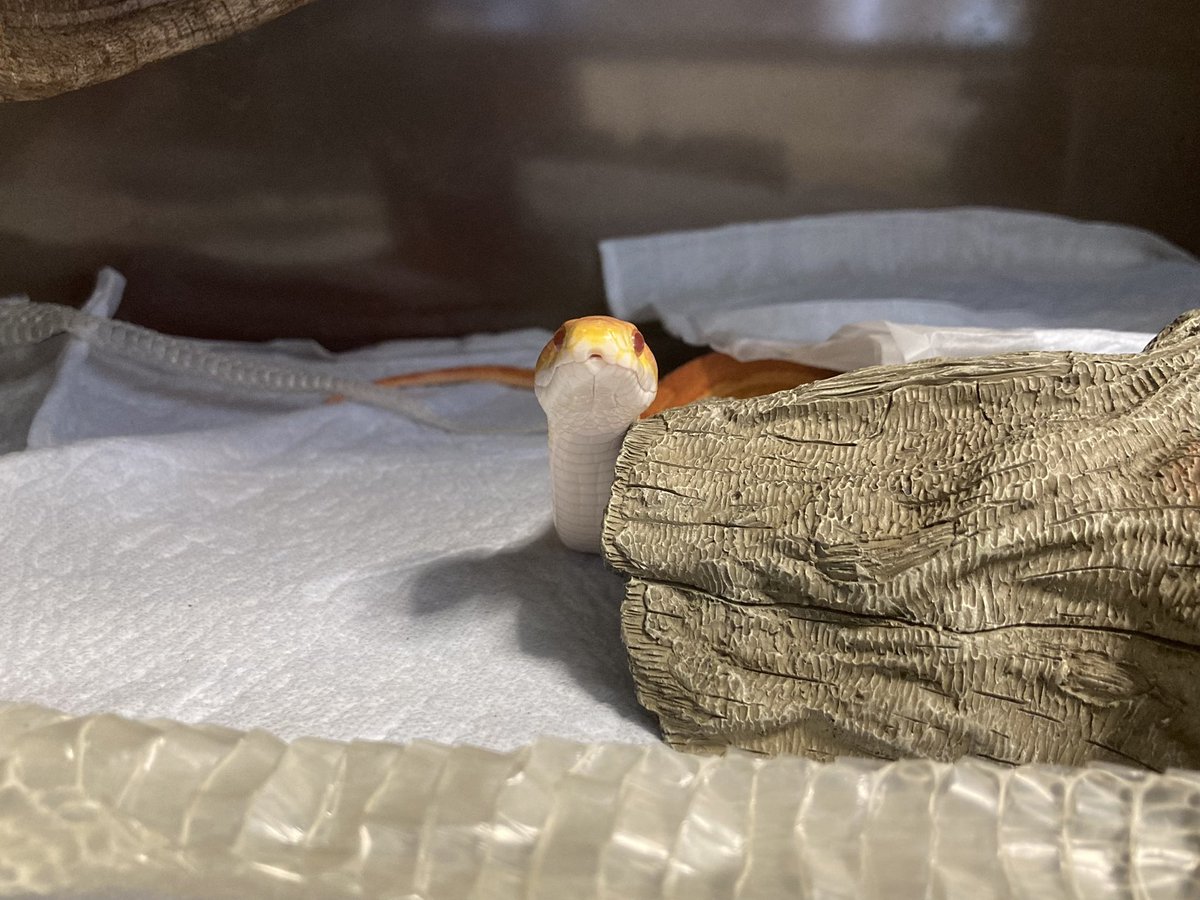 Hebiko_ch's tweet photo. ่ฑ็ฎใใคใซใใ
#ใใใฏใใใ #SnakesAreGood
#ใณใผใณในใใผใฏ #cornsnake https://t.co/BnhMkWr9vD