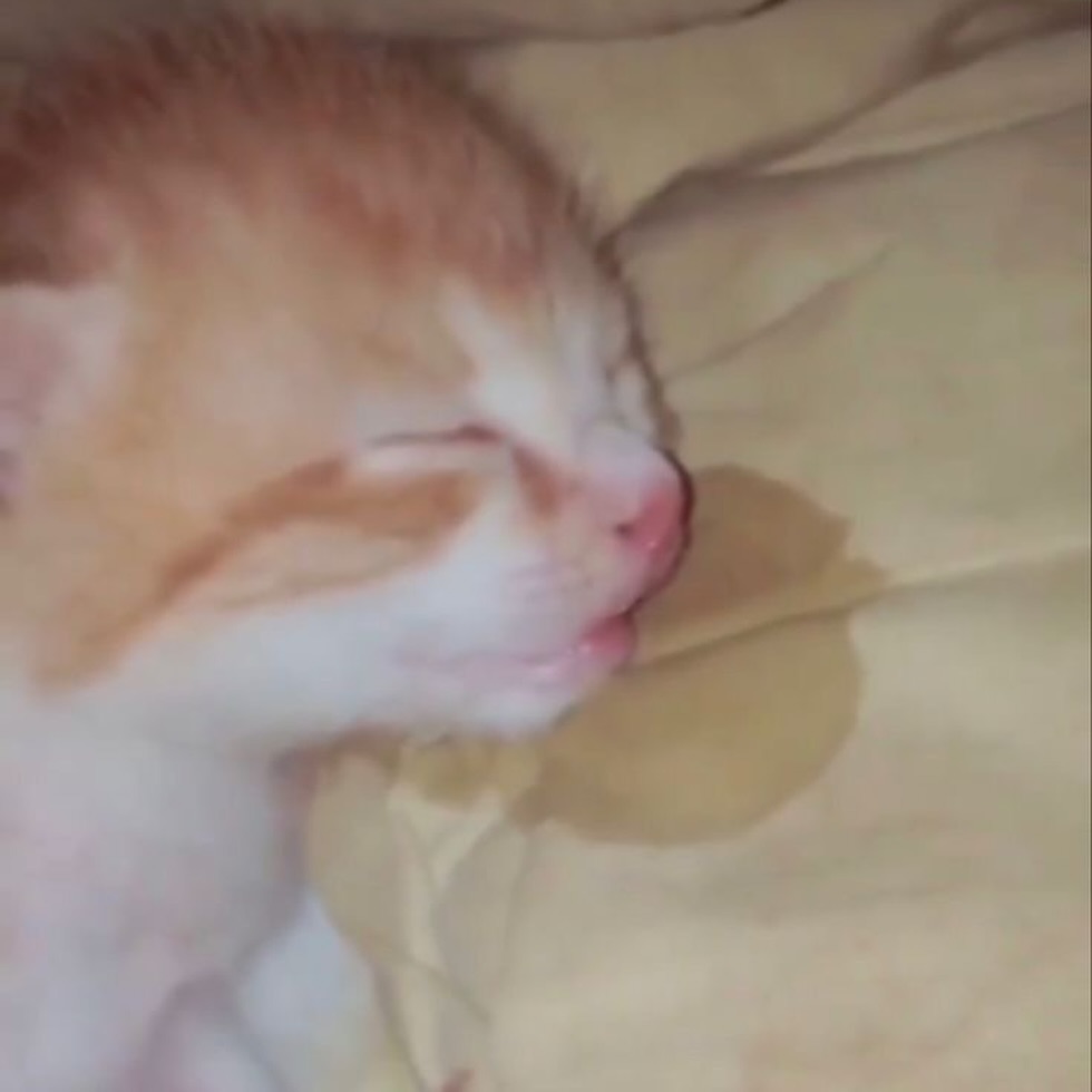 Catsillyness's tweet photo. Goodnight https://t.co/lC8wi7PPHw