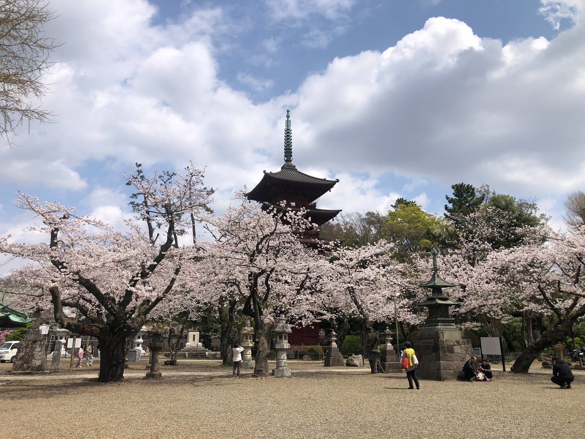 SAKURA IN JAPAN