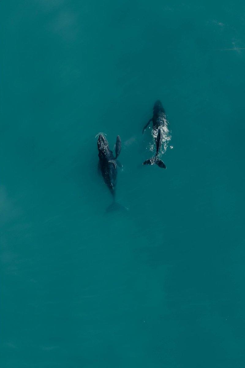 Mission Blue (@missionblue) on Twitter photo "Even if you never have the chance to see or touch the ocean, the ocean touches you with every breath you take, every drop of water you drink, every bite you consume." <a href="/SylviaEarle/">Sylvia A. Earle</a>
📸 Vladimir Miranda "Even if you never have the chance to see or touch the ocean, the ocean touches you with every breath you take, every drop of water you drink, every bite you consume." <a href="/SylviaEarle/">Sylvia A. Earle</a>
📸 Vladimir Miranda