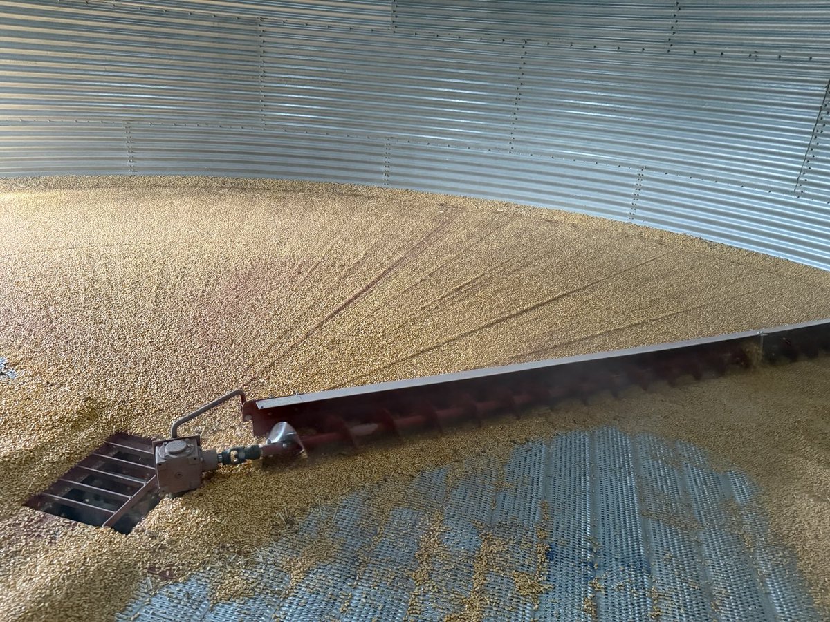 Last of the 2024 corn crop time to grow a new one 🤠